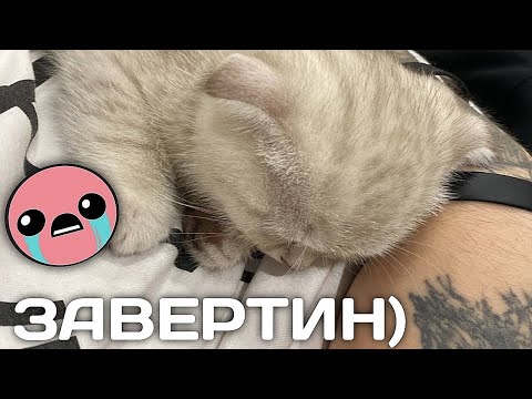 Видео: НОВЫЙ КОТ МАЗЕЛЛОВА - ЗАВЕРТИН