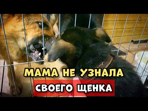 Видео: ПРОДАЛ ЩЕНКА А ВЕРНУЛСЯ ЗВЕРЬ