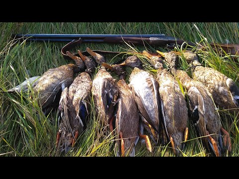 Видео: Открытие охоты осень 2022 Налёты утро. Duck Hunting Best Shots