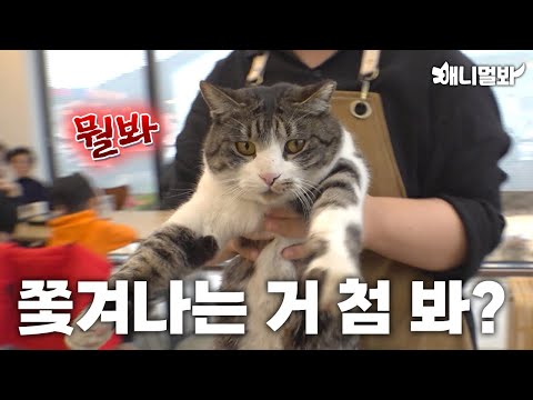 Видео: [Легендарный бесстыдный кот] Каждый день заходит в кафе без разрешения.