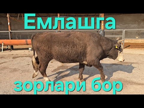 Видео: БУКАЛАРНИ ЕМЛАСЕЗ ЗОРЛАРИ БОР