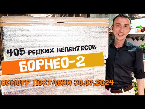 Видео: 405 редких непентесов! Осмотр поставки! БОРНЕО-2