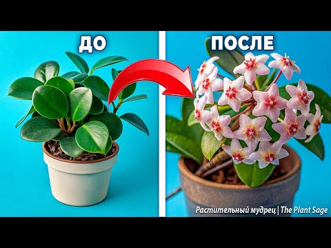 Видео: ОДНА ОШИБКА - И ХОЙЯ НЕ ЗАЦВЕТЕТ НИКОГДА! ХОЙЯ: УХОД В ДОМАШНИХ УСЛОВИЯХ