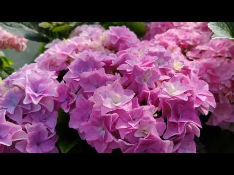 Видео: 4.05.24.Обзор розовых сортов крупнолистных 🌸🌸🌸🌸🌸