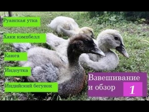 Видео: Руанские утки, каюга, хаки кэмпбелл, бегунок, индоутка, обзор и взвешивание в 1 месяц.
