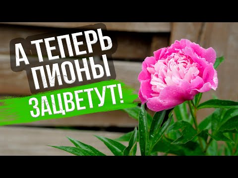 Видео: Уход и подкормка пионов. Что делать, если не цветут пионы? Топ-6 причин, почему пионы не цветут