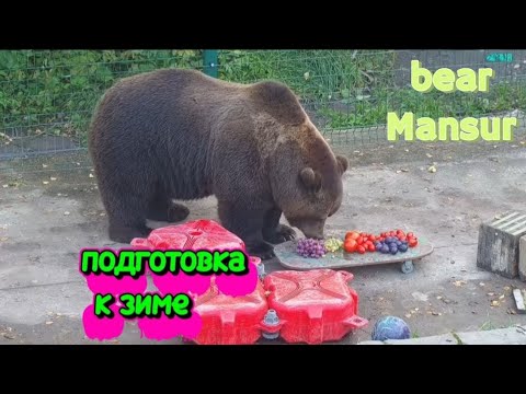 Видео: Мансур продолжает наедать пузико к зиме 🐻😋 Mansur continues to bulk up for winter_7/10/25