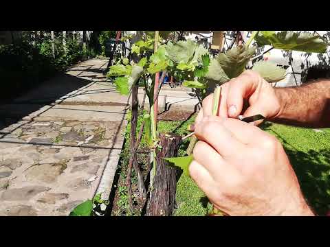 Видео: № 358  Grafting. Ашладисване на Лоза (зелено на зелено) в деня на лятното слънцестоене - 20.06.21 г.