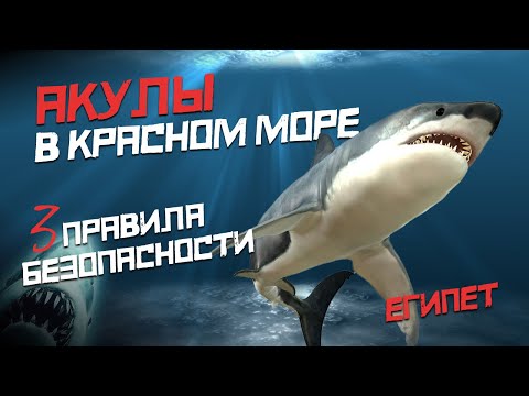 Видео: Акулы в Красном море! Стоит ли бояться?