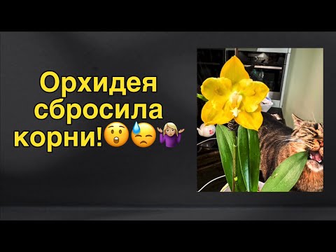 Видео: Реанимация орхидеи | Наращивание корней