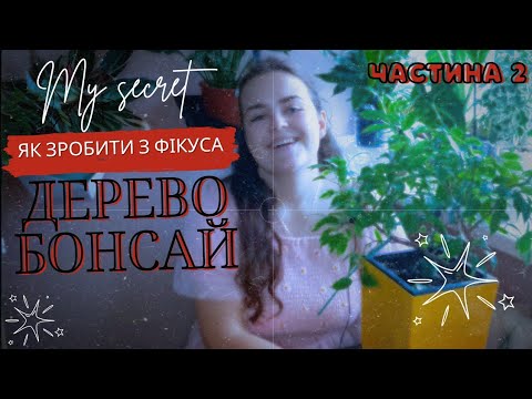 Видео: Дерево Бонсай з фікуса,  знімаємо дріт, результати через 2 місяці