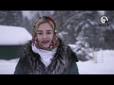 Видео: Такая порода  Хаски  Часть 2