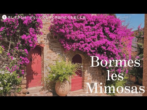 Видео: Борм-ле-Мимозас, одна из самых красивых цветочных деревень Франции | милые кошки | бугенвиллеи
