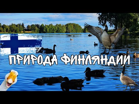 Видео: Природа Финляндии в августе, спокойная прогулка вдоль реки Вуоксы. Утки, канадские гуси.