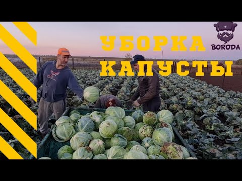 Видео: Рубим капусту / Заготовка капусты на зиму