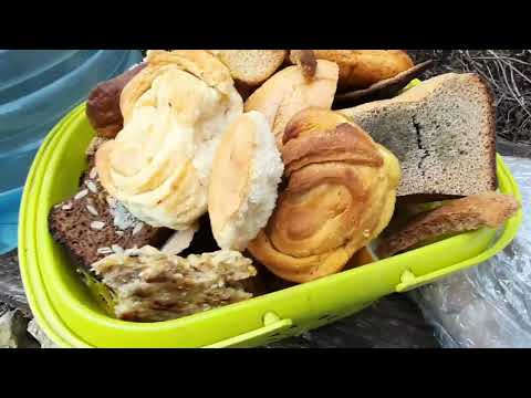 Видео: Как из крахмала сделать сахар.Самогон из плесневого хлеба.Ферменты.