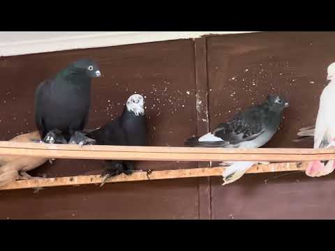 Видео: 29 октября 2025 г.