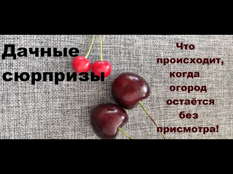 Видео: Сюрпризы загородного дома! Как выглядит наш огород в июле месяце