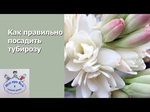 Видео: Как правильно посадить туберозу.