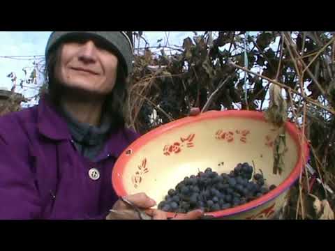 Видео: МАМА МЕНЯ НАРУГАЛА. СОБИРАЮ✂️ ВИНОГРАД. НАШ ОГОРОД. РАССКАЗЫВАЮ О ЖИЗНИ. ФИЛЯ ПОМОГАЕТ. ОКТЯБРЬ 2025