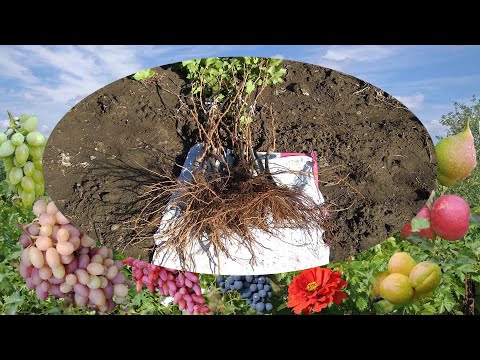 Видео: @Кореневласний чи щеплений саджанець винограду?