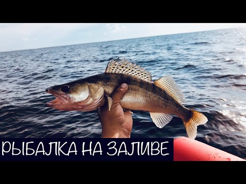 Видео: Рыбалка. Финский Залив. Ловля Судака.