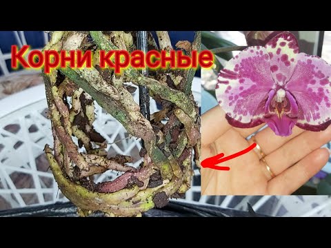 Видео: ТАК сможет КАЖДЫЙ❗Пересадка ОРХИДЕИ в КОРУ/ Красные КОРНИ у ОРХИДЕИ  Тиара