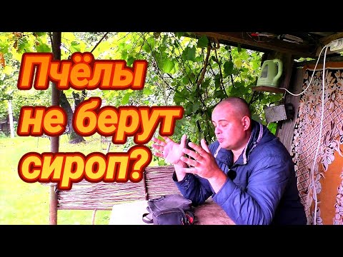 Видео: Пчелы отказываются брать сироп и мёд? Это проблема на пасеке или нет? Пчеловодство для вас.