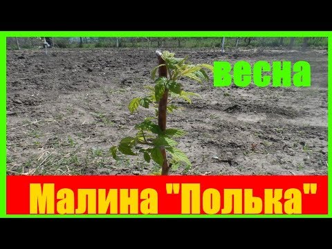 Видео: Малина "Полька"|| малина сорт || малина полька видео || малина полана урожайность ||
