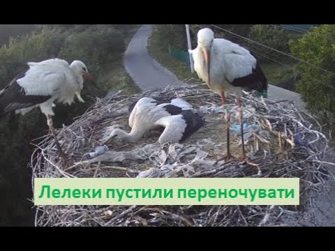 Видео: Лелеки дали прихисток чужому пташеняті. #лелекагрицько #nature