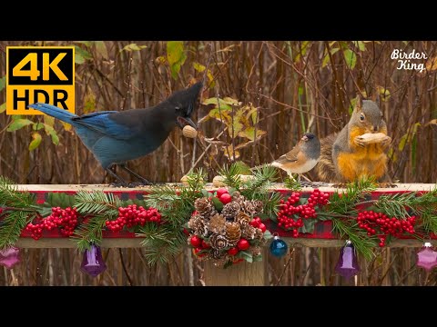 Видео: кошка тв 8 часов 🎄🐦 Красивые птицы и белки на Рождество (4K HDR)