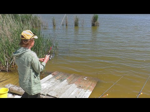 Видео: Как насадить кукурузу на крючок для ловли карпа .  Рыбалки в середине мая