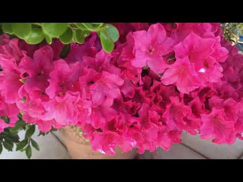 Видео: Обзор терассы, кактусы, азалии. Весна.