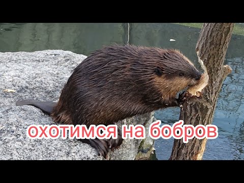 Видео: ставим капканы на бобров. четыре плотины. бобровая приманка.