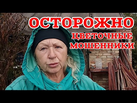 Видео: Хотела розы — получила репейник 😅 Как не попасться на цветочный обман онлайн!