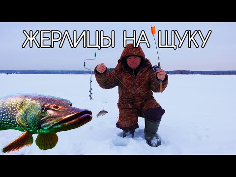 Видео: Как правильно ловить зимой щуку на жерлицы?!