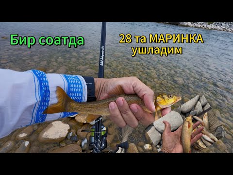 Видео: 🎣 1 соатда 28 та маринка ушладим! | Попловокда балик овлаш сирлари