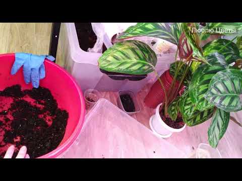 Видео: Цветочные будни #2 - Поливаем коллекцию
