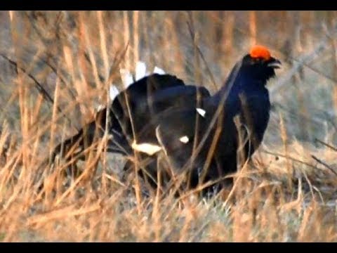 Видео: Тетерева. Страна птиц.