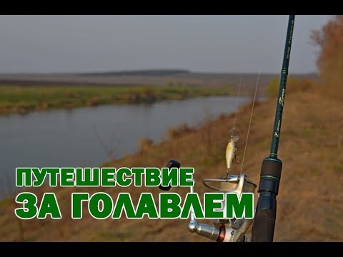 Видео: Способы ловли Голавля в Апреле. Путешествие и Рыбалка в Черноземье! / Голавль