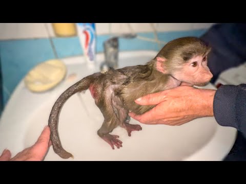 Видео: А вы видели КАК Люська любит КУПАТЬСЯ?