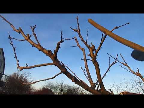 Видео: ЧТО ДЕЛАТЬ ЕСЛИ ПЕРСИК МЕЛКИЙ И ОСЫПАЕТСЯ.