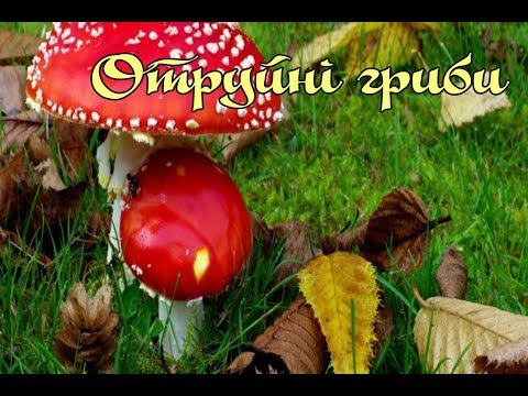 Видео: Отруйні гриби
