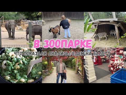 Видео: VLOG🇩🇪: ЧТО ПОКАЗАЛИ АНАЛИЗЫ? В ЗООПАРКЕ ZOO OSNABRÜCK/ ЧТО ПРИГОТОВИТЬ ЗА ПАРУ МИНУТ?!🤤