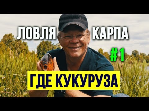 Видео: Как сварить кукурузу для карпа Первая часть