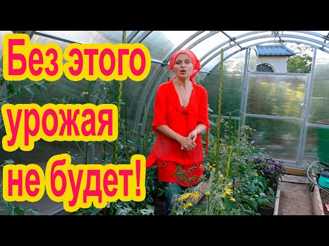 Видео: Важная обработка томатов для увеличения количества завязей