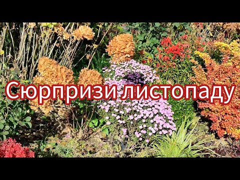 Видео: Сад у листопаді🍁Дія піцеломіцесу👍
