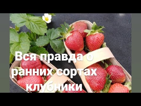 Видео: КЛУБНИКА. ВСЯ ПРАВДА О РАННИХ СОРТАХ. Кто выдержал испытание холодом.
