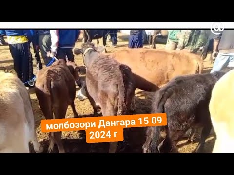 Видео: молбозори Дангара 15 09 2024 г