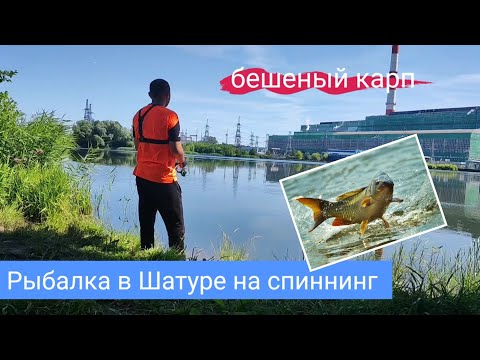 Видео: Рыбалка на спиннинг в Шатуре. Карп обезумел.